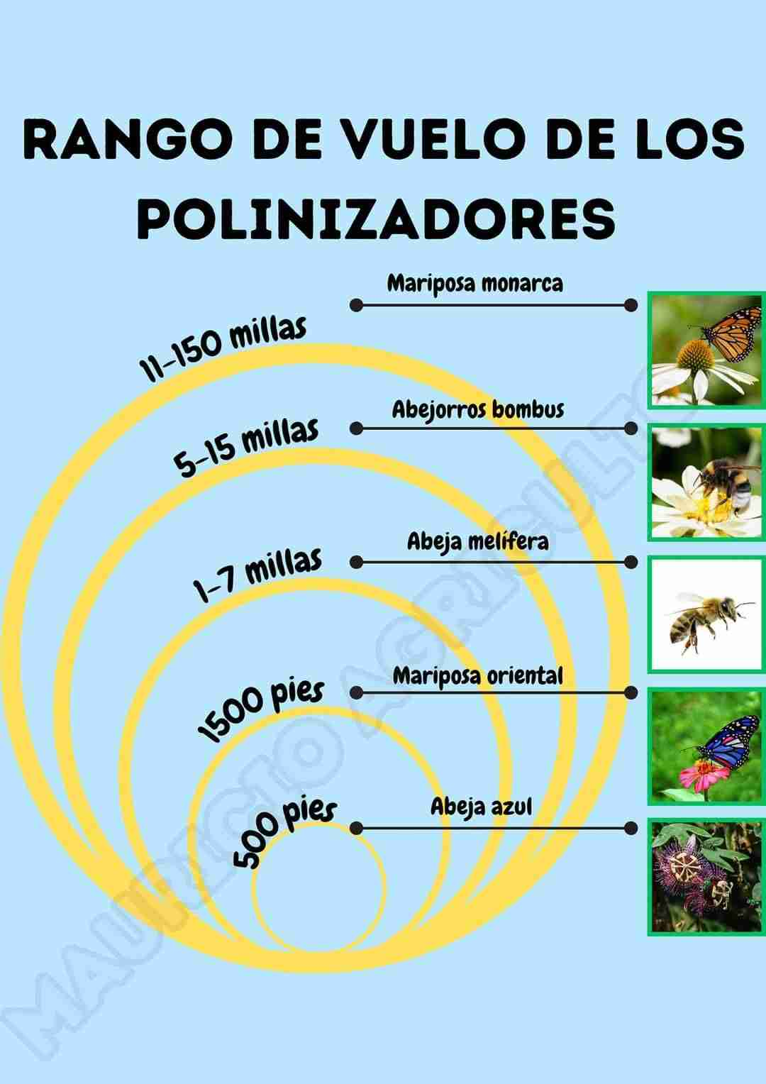 Polinizadores